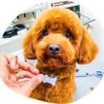 Grooming For A Cause: How It Supports Animal Welfare